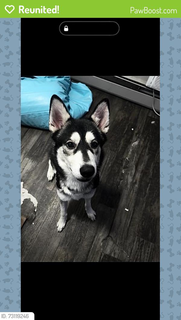 Reunited Male Dog last seen Near Los Angeles and Sherman ave, Monrovia, CA 91016