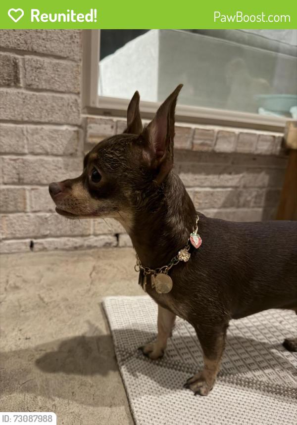 Reunited Female Dog last seen Preston Falls Dr, Houston, TX 77433