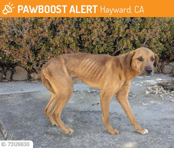 Found/Stray Male Dog last seen Bailey Ranch, Hayward, CA 94542