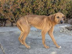 Found/Stray Male Dog last seen Bailey Ranch, Hayward, CA 94542