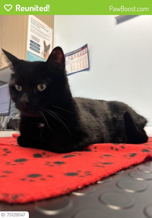 Reunited Male Cat last seen Grover and Woodrow, Austin, TX 78756