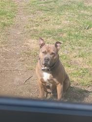 Reunited Male Dog last seen East 54th Street close to Belzer Middle School and Harrison Hill Elementary, Indianapolis, IN 46226