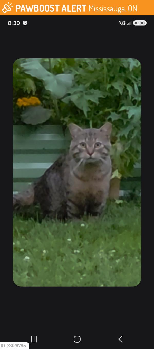 Found/Stray Unknown Cat last seen Holden Cresent, Mississauga, ON 