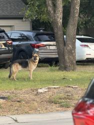 Found/Stray Unknown Dog last seen Rockwall st, McKinney, TX 75069