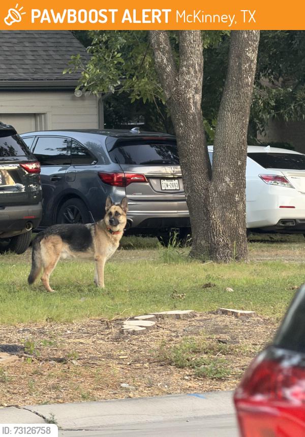 Found/Stray Unknown Dog last seen Rockwall st, McKinney, TX 75069