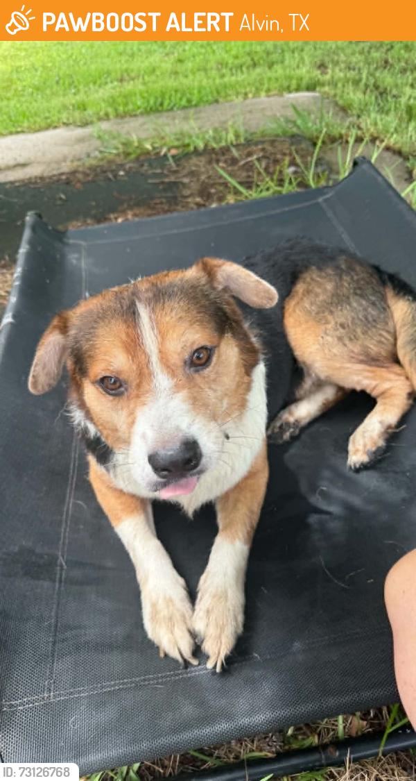 Found/Stray Male Dog last seen algoa-friendswood rd, alvin, Alvin, TX 77511