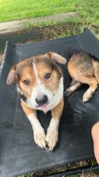 Found/Stray Male Dog last seen algoa-friendswood rd, alvin, Alvin, TX 77511