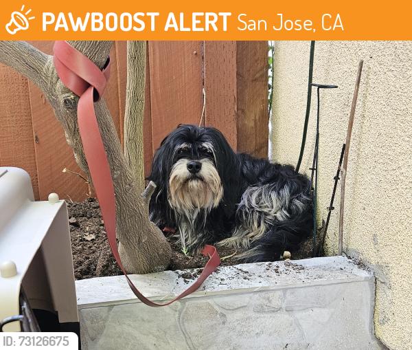Found/Stray Male Dog last seen Fowler Cree Park, Angelico Way, San Jose, CA 95135