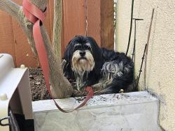 Found/Stray Male Dog last seen Fowler Cree Park, Angelico Way, San Jose, CA 95135