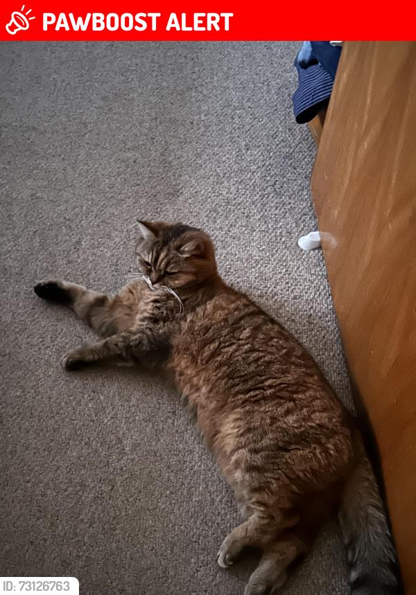 Lost Female Cat last seen Northfields, Greater London, England SW18 1DD