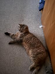 Lost Female Cat last seen Northfields, Greater London, England SW18 1DD