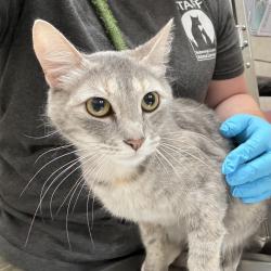 Shelter Stray Female Cat last seen OR, 1700 W Historic Columbia River Hwy, Troutdale, OR 97060, USA