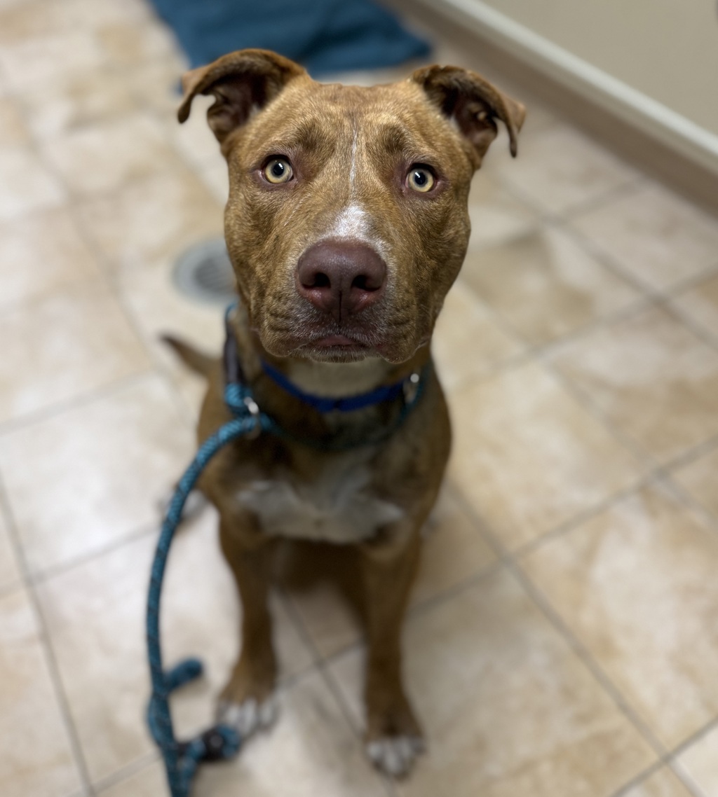 Shelter Stray Male Dog last seen NW Glisan st and NW 3rd ave, PORTLAND, OR, 97209, 1700 W Historic Columbia River Hwy, Troutdale, OR 97060, USA