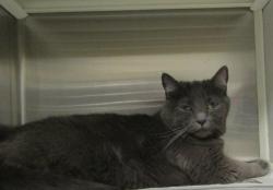Shelter Stray Female Cat last seen Kildaire Farm Road, CARY, NC, 27511, 820 Beacon Lake Dr, Raleigh, NC 27610, USA