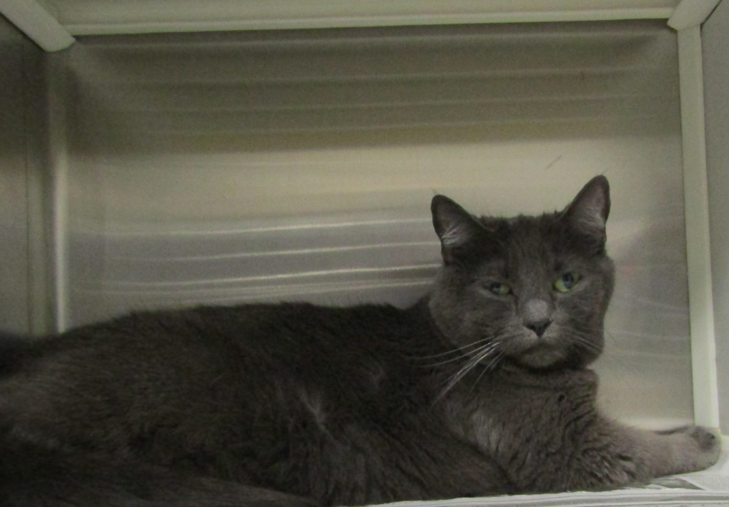 Shelter Stray Female Cat last seen Kildaire Farm Road, CARY, NC, 27511, 820 Beacon Lake Dr, Raleigh, NC 27610, USA