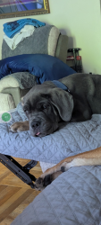 Reunited Female Dog last seen Near strahle terrace, Philadelphia, PA 19111