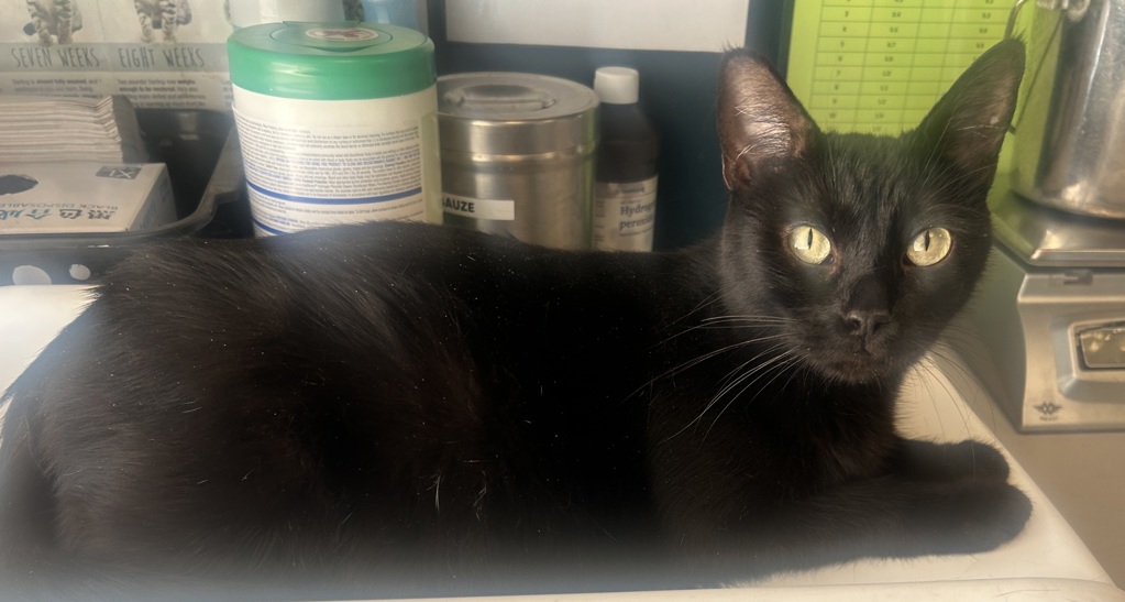 Shelter Stray Female Cat last seen Near W Ivy Drive, Midvale, UT, 84047, 511 W 3900 S, Salt Lake City, UT 84123, USA