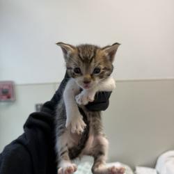 Shelter Stray Male Cat last seen Palm Ave, San Diego, CA, 92154, 5500 Gaines St, San Diego, CA 92110, USA
