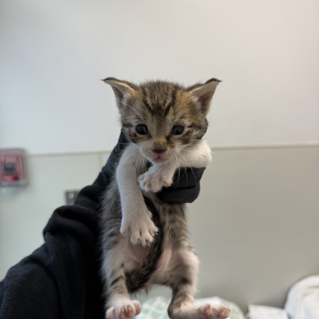 Shelter Stray Male Cat last seen Palm Ave, San Diego, CA, 92154, 5500 Gaines St, San Diego, CA 92110, USA