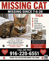 Lost Female Cat last seen La Alba, Murrieta, CA 92563