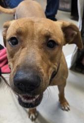 Shelter Stray Female Dog last seen Near Morocco Drive, La Mesa, CA, 91942, El Cajon, CA 92020, USA
