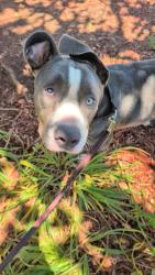 Shelter Stray Female Dog last seen Near Santa Margarita Street, San Diego, CA, 92114, 5500 Gaines St, San Diego, CA 92110, USA