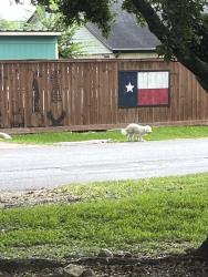 Found/Stray Unknown Dog last seen Bayou crest, Dickinson, TX 77539