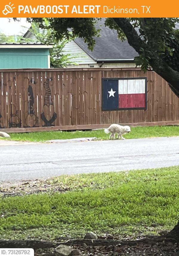 Found/Stray Unknown Dog last seen Bayou crest, Dickinson, TX 77539