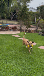 Lost Male Dog last seen Wisconsin, Oceanside, CA 92054