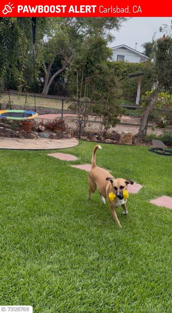 Lost Male Dog last seen Wisconsin, Oceanside, CA 92054