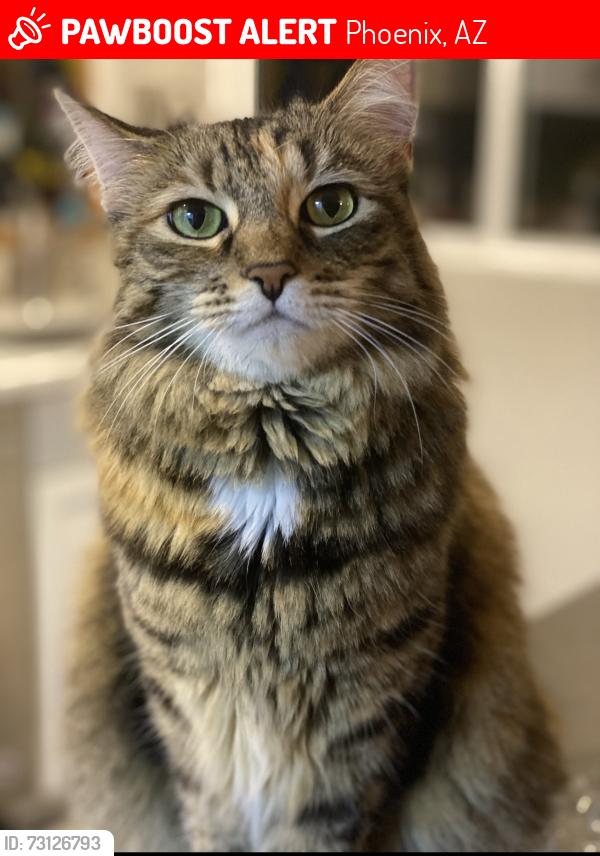 Lost Female Cat last seen Elliott & 48th, Phoenix, AZ 85044
