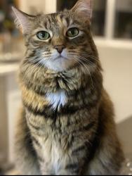 Lost Female Cat last seen Elliott & 48th, Phoenix, AZ 85044