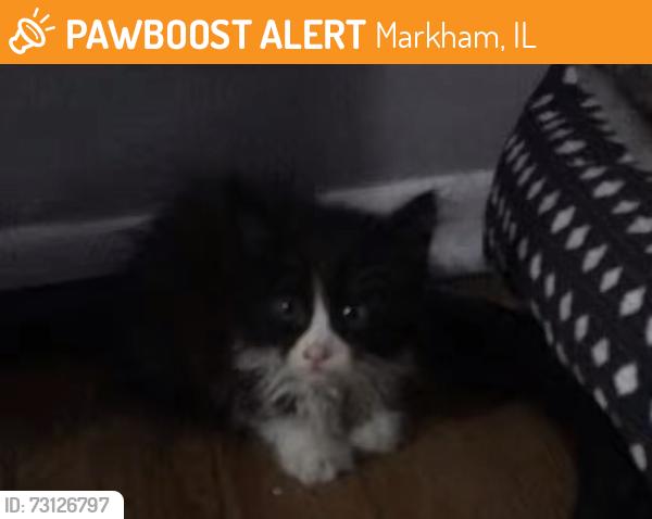 Found/Stray Unknown Cat last seen Near Dixie hwy, Markham, IL 60426