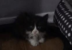 Found/Stray Unknown Cat last seen Near Dixie hwy, Markham, IL 60426