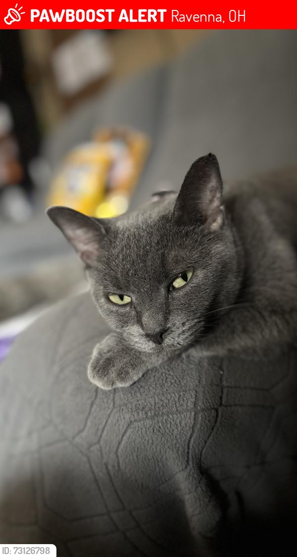 Lost Female Cat last seen Near newton falls rd, Ravenna, OH 44266