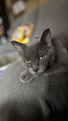 Lost Female Cat last seen Near newton falls rd, Ravenna, OH 44266