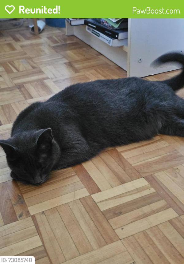 Reunited Female Cat last seen rue de Champlain & rue la Fontaine, Montréal, QC H2L 1V1
