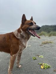 Lost Male Dog last seen Rosa parks and i5, Portland, OR 97211