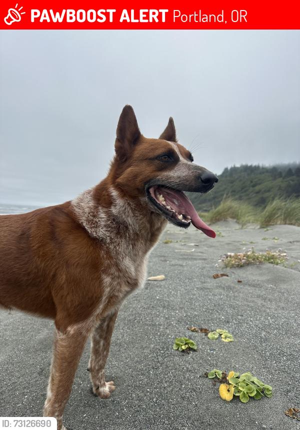 Lost Male Dog last seen Rosa parks and i5, Portland, OR 97211
