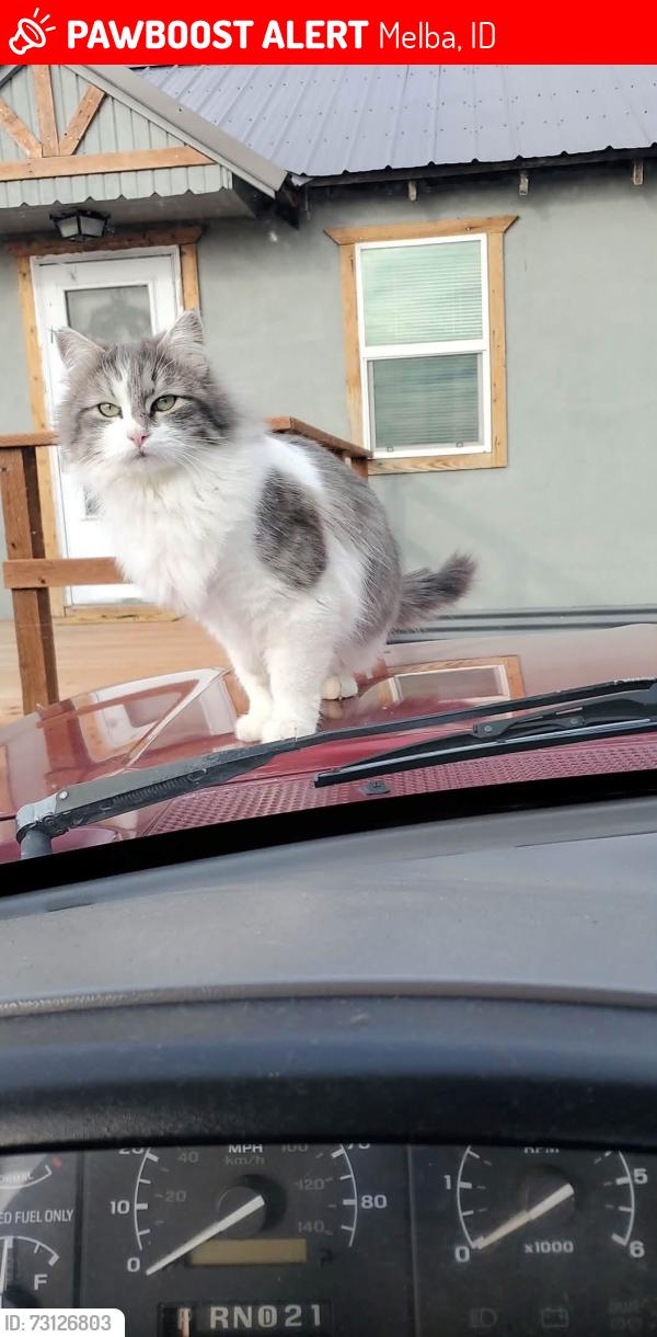 Lost Female Cat last seen Butte and canyon rd Melba ID, Melba, ID 83641