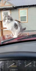 Lost Female Cat last seen Butte and canyon rd Melba ID, Melba, ID 83641