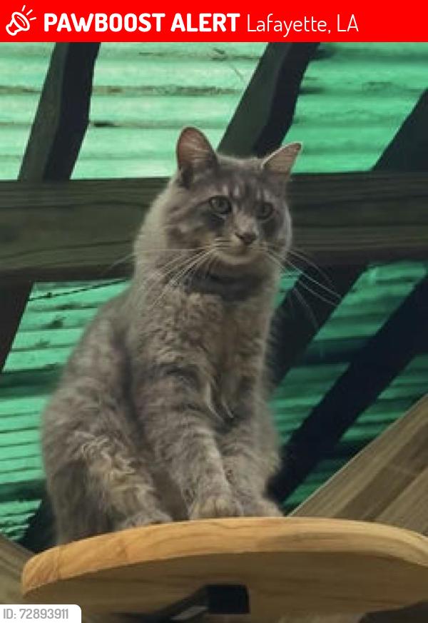 Lost Male Cat last seen Tolson, Lafayette, LA 70508