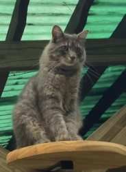 Lost Male Cat last seen Tolson, Lafayette, LA 70508