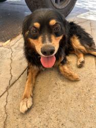 Reunited Male Dog last seen California Street and Darby in muscoy, Muscoy, CA 92407