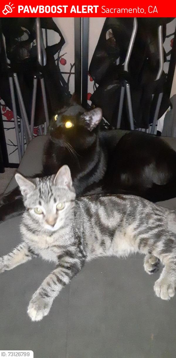 Lost Female Cat last seen South Sacramento, Sacramento, CA 95824