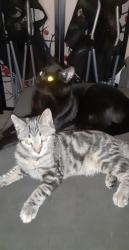 Lost Female Cat last seen South Sacramento, Sacramento, CA 95824