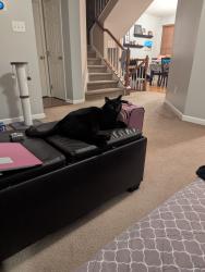 Lost Female Cat last seen Coventry Glen Development, East Coventry Township, PA 19475