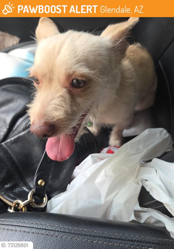 Found/Stray Male Dog last seen 47th Ave and Bethany Home rd, Glendale, AZ 85301