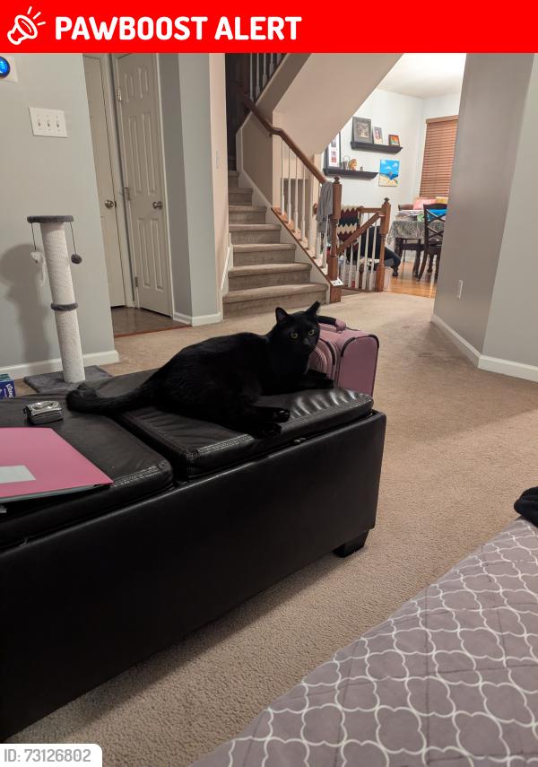 Lost Female Cat last seen Coventry Glen Development, East Coventry Township, PA 19475