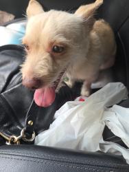 Found/Stray Male Dog last seen 47th Ave and Bethany Home rd, Glendale, AZ 85301